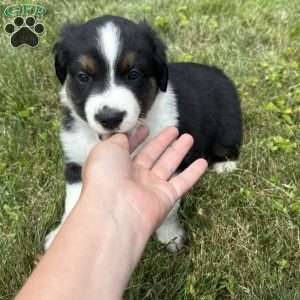 Bear, Miniature Australian Shepherd Puppy