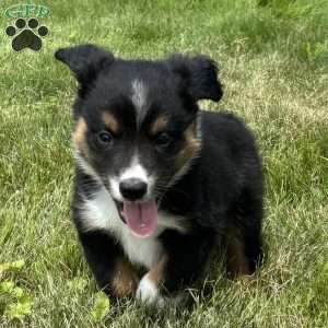 Hank, Miniature Australian Shepherd Puppy