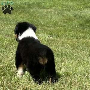 Hank, Miniature Australian Shepherd Puppy