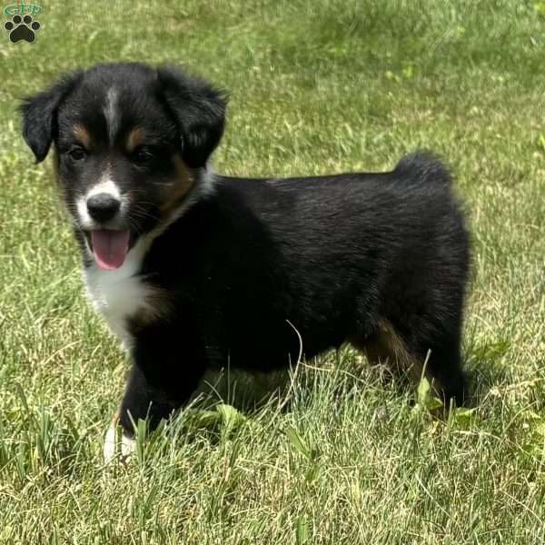 Hank, Miniature Australian Shepherd Puppy