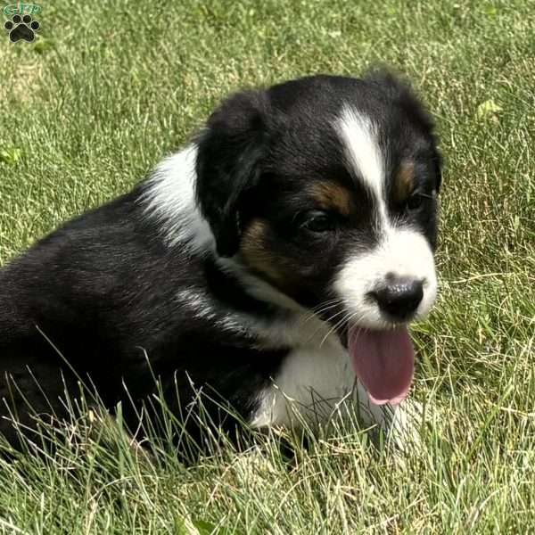 Bear, Miniature Australian Shepherd Puppy