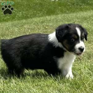 Bear, Miniature Australian Shepherd Puppy