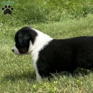 Bear, Miniature Australian Shepherd Puppy