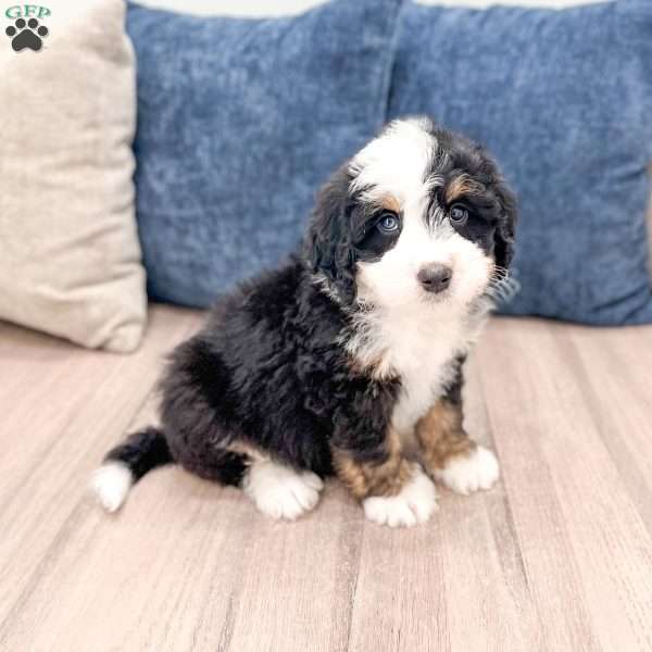 Brent, Mini Bernedoodle Puppy