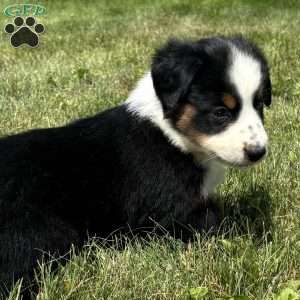 Sadie, Miniature Australian Shepherd Puppy