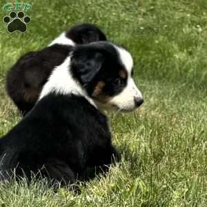 Sadie, Miniature Australian Shepherd Puppy