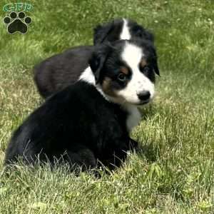 Sadie, Miniature Australian Shepherd Puppy