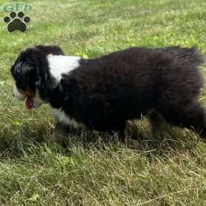 Gus, Miniature Australian Shepherd Puppy