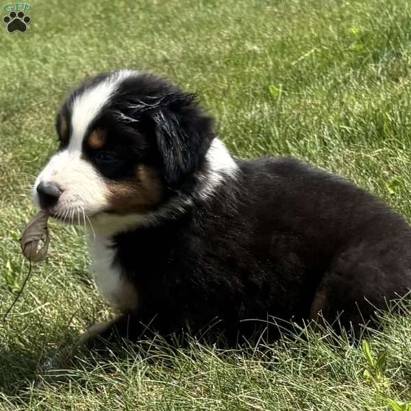Gus, Miniature Australian Shepherd Puppy