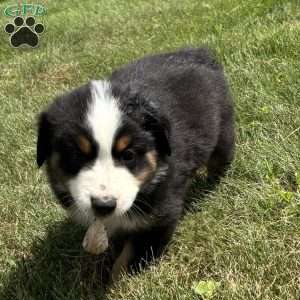 Gus, Miniature Australian Shepherd Puppy