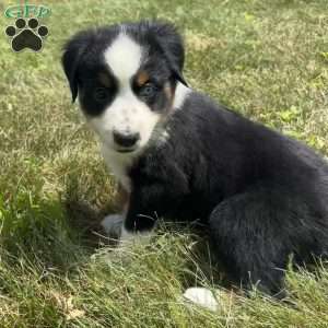 Sadie, Miniature Australian Shepherd Puppy