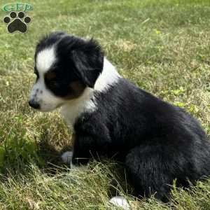 Sadie, Miniature Australian Shepherd Puppy