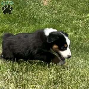 Gus, Miniature Australian Shepherd Puppy
