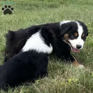 Gus, Miniature Australian Shepherd Puppy