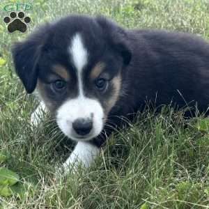 Finn, Miniature Australian Shepherd Puppy