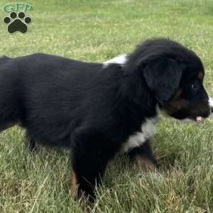 Winston, Miniature Australian Shepherd Puppy