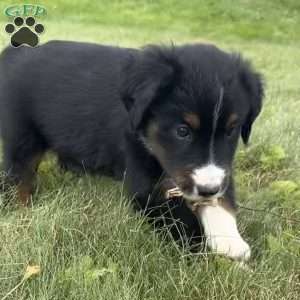 Winston, Miniature Australian Shepherd Puppy