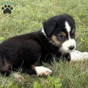 Finn, Miniature Australian Shepherd Puppy