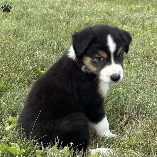 Finn, Miniature Australian Shepherd Puppy
