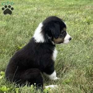 Finn, Miniature Australian Shepherd Puppy