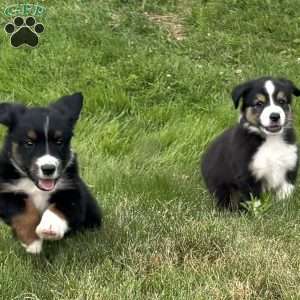 Finn, Miniature Australian Shepherd Puppy