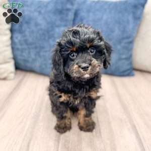 Chad, Cavapoo Puppy