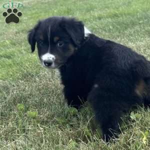 Winston, Miniature Australian Shepherd Puppy