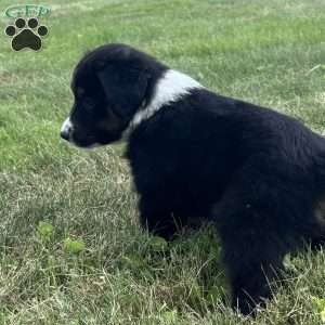 Winston, Miniature Australian Shepherd Puppy