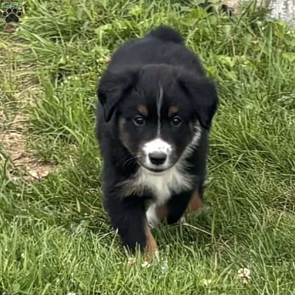 Winston, Miniature Australian Shepherd Puppy