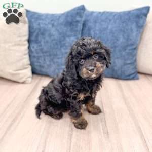 Chad, Cavapoo Puppy