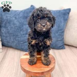 Chad, Cavapoo Puppy