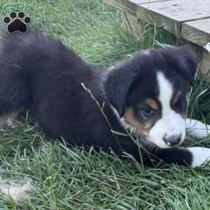 Beau, Miniature Australian Shepherd Puppy