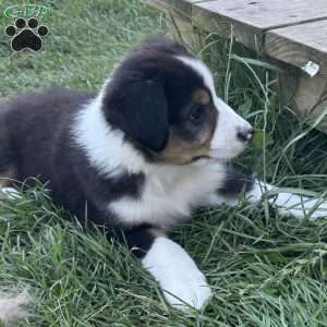 Beau, Miniature Australian Shepherd Puppy