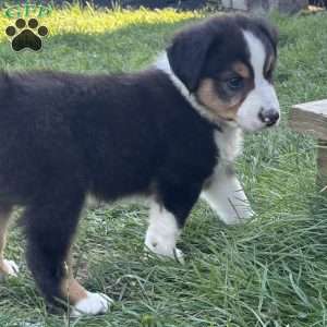 Beau, Miniature Australian Shepherd Puppy