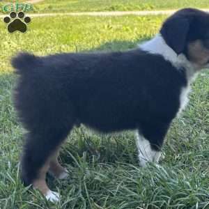 Beau, Miniature Australian Shepherd Puppy