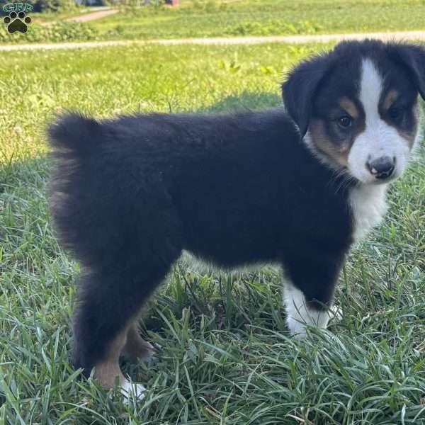Beau, Miniature Australian Shepherd Puppy