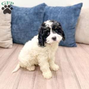 Casey, Cavapoo Puppy