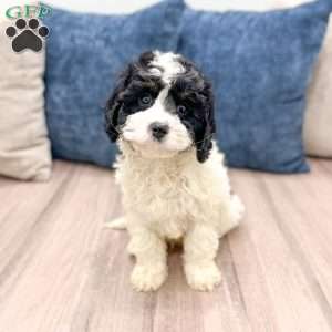 Casey, Cavapoo Puppy