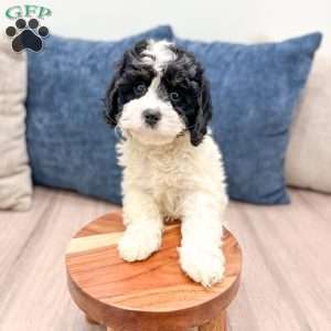 Casey, Cavapoo Puppy
