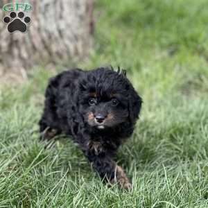 Chad, Cavapoo Puppy