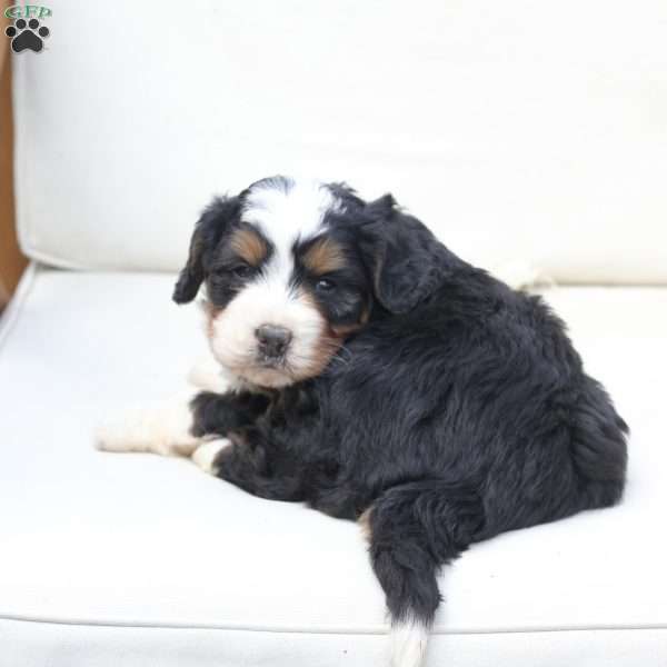 Forest, Bernedoodle Puppy