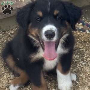 Winston, Miniature Australian Shepherd Puppy