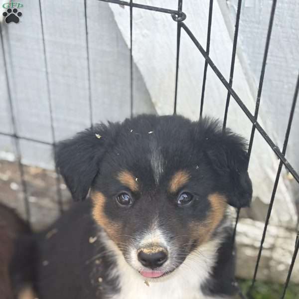 Hank, Miniature Australian Shepherd Puppy