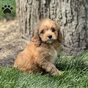 Dodger, Cavapoo Puppy
