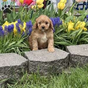 Dodger, Cavapoo Puppy