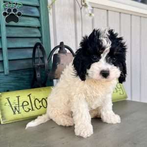 Casey, Cavapoo Puppy