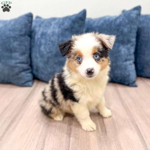 Candy, Miniature Australian Shepherd Puppy