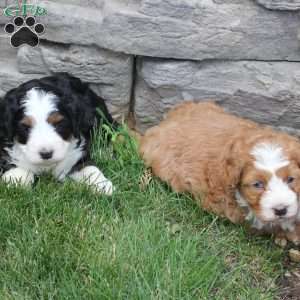 Boone, Bernedoodle Puppy