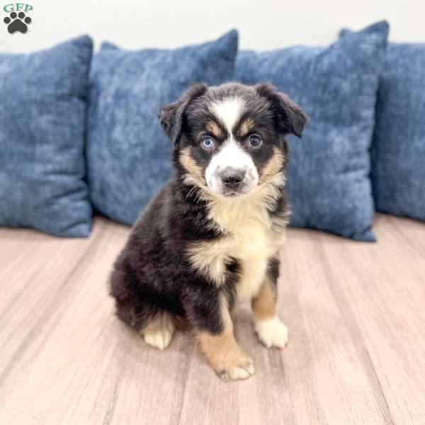 Callie, Miniature Australian Shepherd Puppy