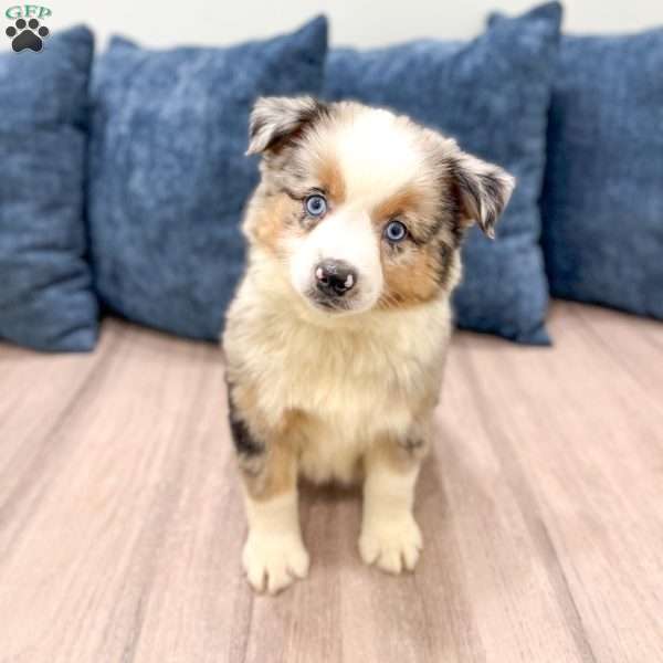 Claire, Miniature Australian Shepherd Puppy